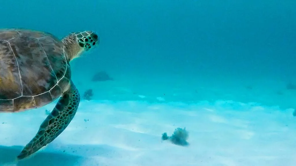 sea-turtle-coast