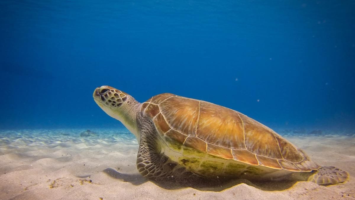 Learning About Florida’s Sea Turtles - GreenBrevard