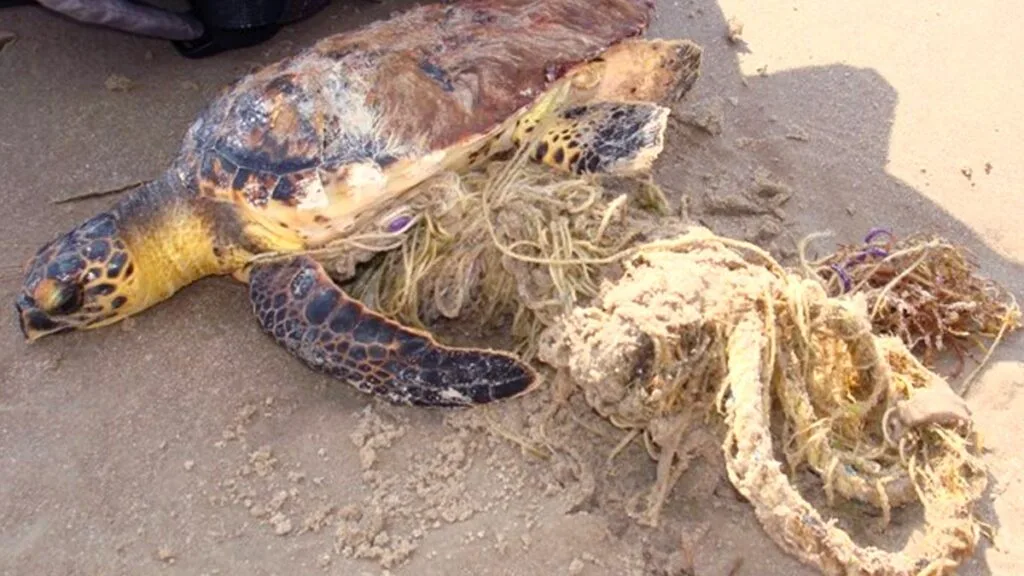 sea-turtle-stranding