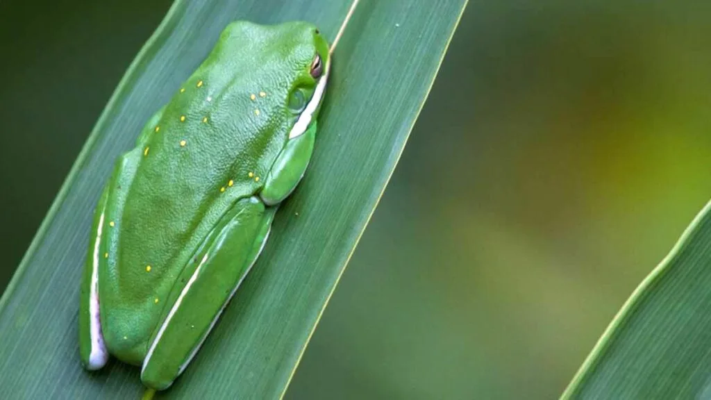 florida-frog