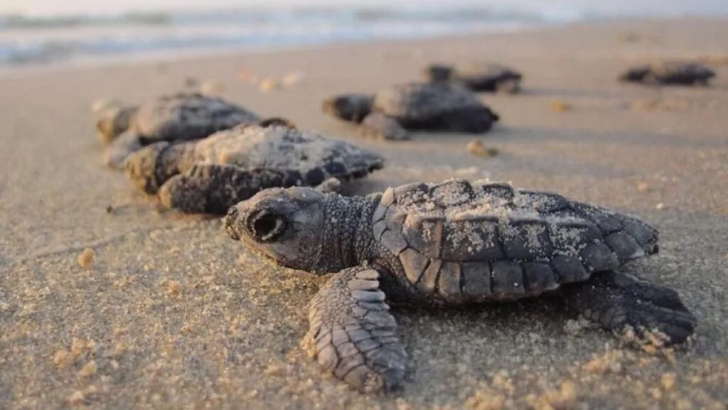 sea-turtles-brevard