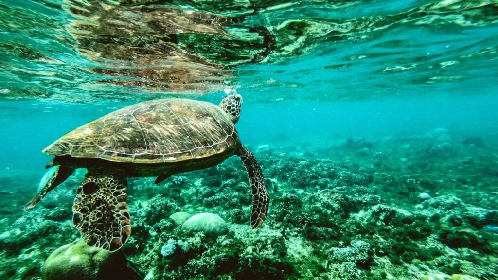sea-turtle