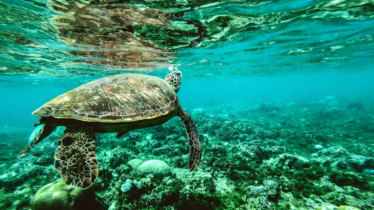 Sea Turtle Preservation Society saves stranded turtle in Melbourne Beach