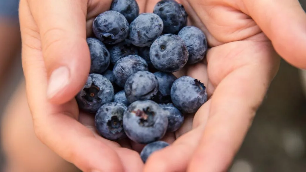 blueberries