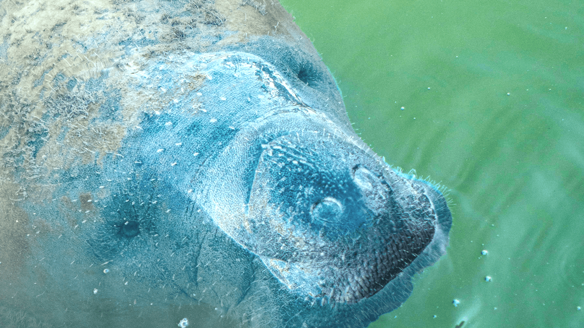 manatee
